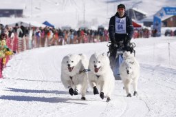 Lenk 2013